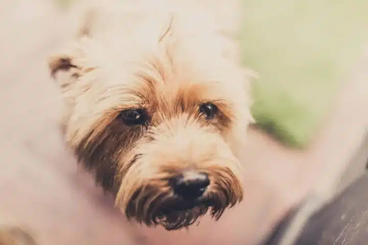 Dealing With Animal Phobias